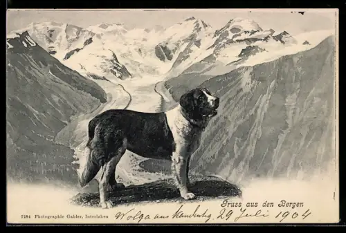 AK Bernhardiner auf einem Hochplateau