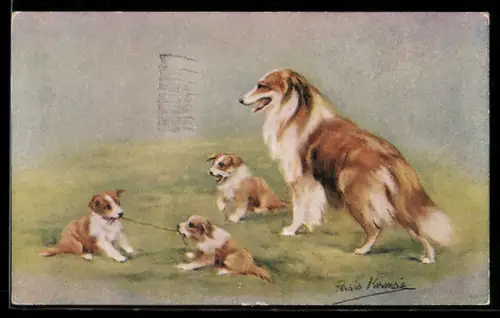 AK Collie mit drei spielenden Jungen