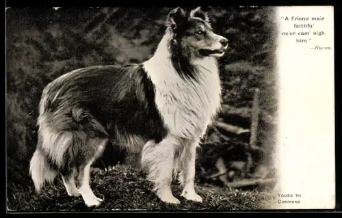 AK Yours to Command, Collie, Portrait