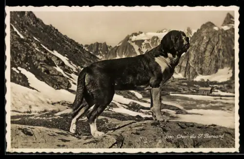 AK Chien du St. Bernard, Portrait