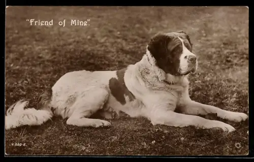 AK Friend of Mine, Bernhardiner, auf einer Wiese liegend