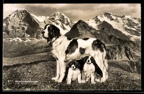 AK Bernhardiner mit zwei Welpen vor Bergpanorama