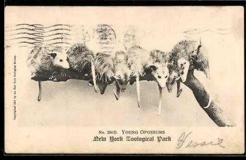 AK New York Zoological Park, Young Opossums