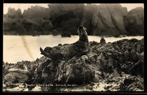 AK Scilly, Great Grey Seal