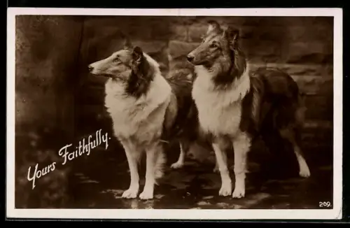 AK Yours Faithfully, Zwei aufmerksame Collies