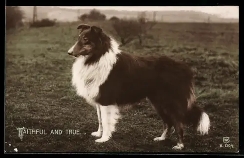 AK Faithful and True, Collie auf einer Wiese