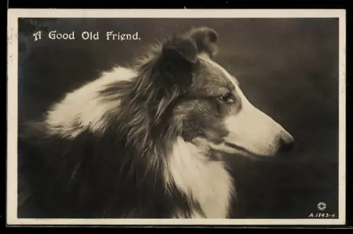 AK A Good Old Friend, Collie, Portrait
