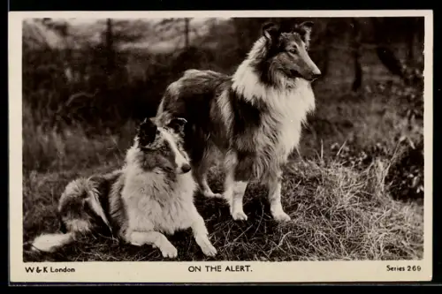 AK On the Alert, zwei Collies