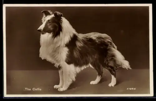 AK The Collie, Portrait