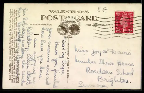 AK The Collie, Portrait