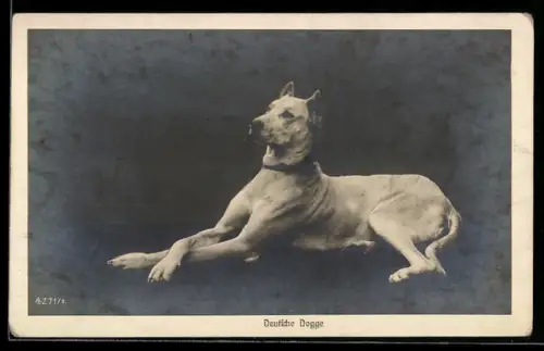 AK Deutsche Dogge, Portrait