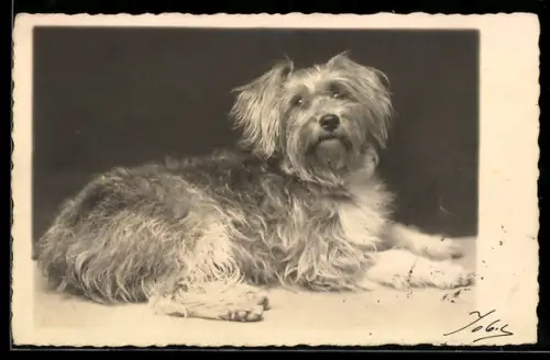 AK Liegender Terrier, Portrait