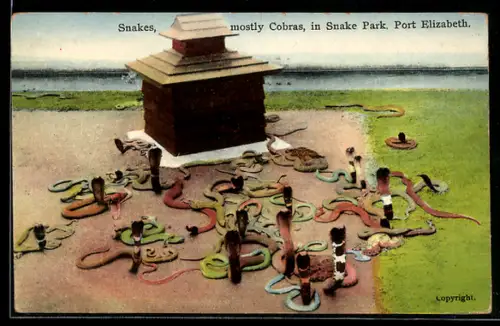 AK Port Elizabeth, Snake Park, Snakes, mostly Cobras