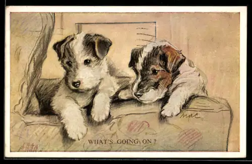 AK What`s going on?, Zwei Hundewelpen