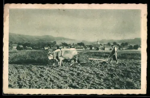 AK Markt Bibart, Bauer beim Pflügen mit Ochsen-Gespann vor dem Ort