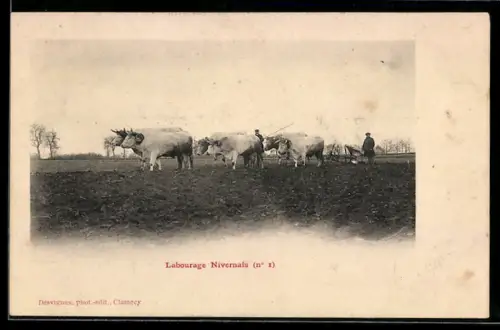 AK Nivernais, Ochsengespann zieht einen Pflug