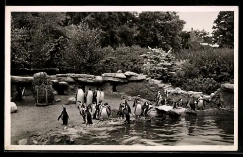 AK Hamburg-Stellingen, Pinguine im Tierpark