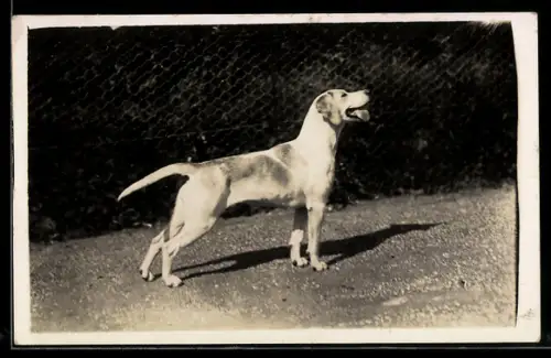 Foto-AK Bellender Beagle vor Maschendrahtzaun