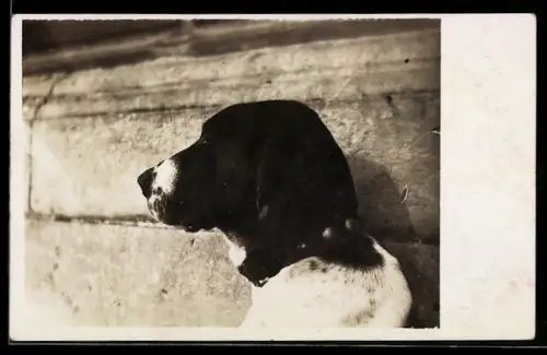 Foto-AK Jagdhund vor einer Wand, Portrait im Sonnenschein, Krieg 14/18