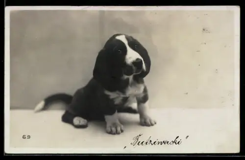 Foto-AK Schwarzweisser Jagdhund-Welpe, Portrait