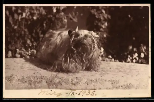 Foto-AK Terrier mit geflochtenen Zöpfen auf einem Rasenstück, 1935