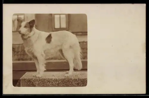 Foto-AK Hund auf einem Balkontisch, Portrait