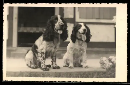 AK Zwei Spaniel mit hängenden Zungen
