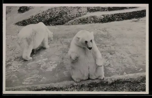Foto-AK Zwei Eisbären in einem Freiluft-Gehege