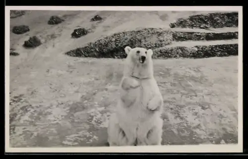 Foto-AK Eisbär auf den Hinterläufen in einem Freiluft-Gehege