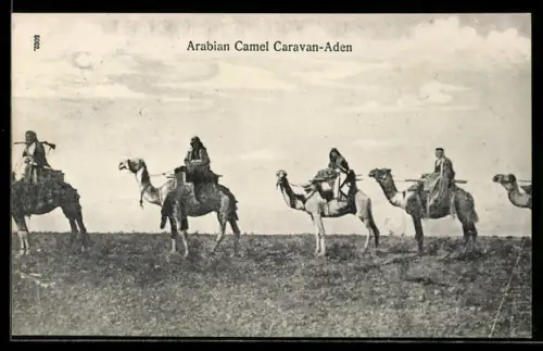 AK Aden, Arabian Camels