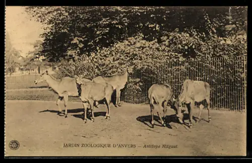 AK Anvers, Jardin Zoologique, Antilope Nilgaut