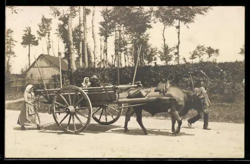 Foto-AK Bauern mit Ochsenwagen auf einer Strasse