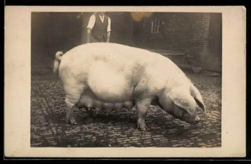 Foto-AK Trächtige Sau mit Besitzer auf einem Hof
