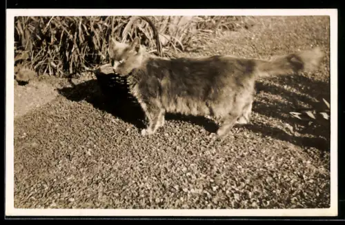 Foto-AK Katze auf einem Feld im Sonnenschein