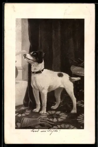 AK Kleiner Hund in einer Wohnstube, Handschuhe