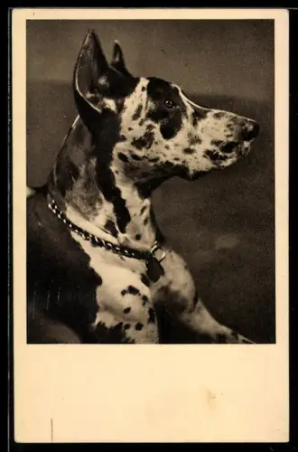 AK Wien, Österreichischer Tierschutzverein, Sensengasse 5, Portrait eines Hundes