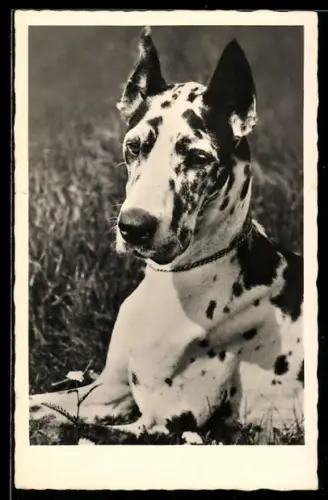 AK Grosser Hund, auf einer Wiese liegend