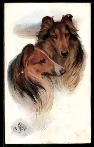 AK Zwei Collies, Portrait