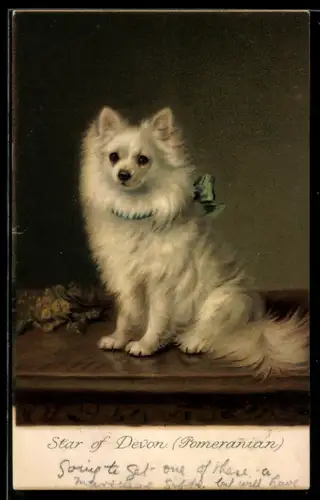 Künstler-AK Weisser Spitz, Star of Devon (Pomeranian)