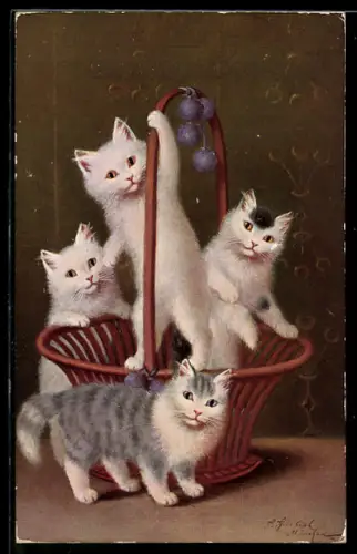 AK Katzen beim Spielen