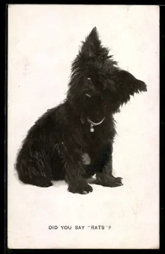 AK Did you say Rats?, Scotchterrier mit geneigtem Kopf