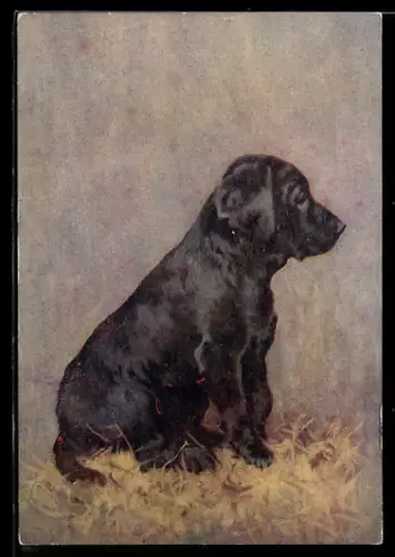 AK The Flat-Coated Retriever, Puppy, Portrait