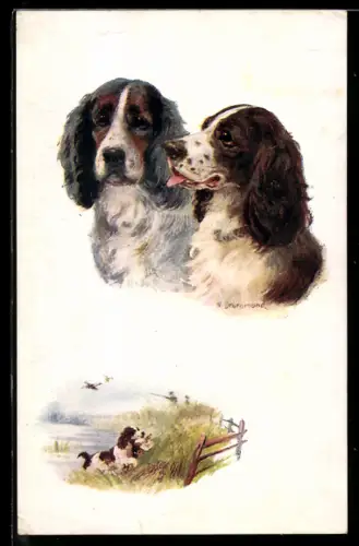 AK Portrait zweier Spaniel, Spaniel apportiert bei der Entenjagd