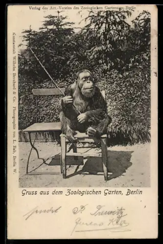 AK Berlin, Zoo, Affe mit Stecken, auf einer Bank sitzend