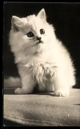 AK Kleine weisse Katze auf einem Kissen