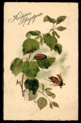 AK Maikäfer auf einem Ast mit Pfingstgruss