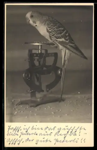 Foto-AK Wellensittich auf einer Waage