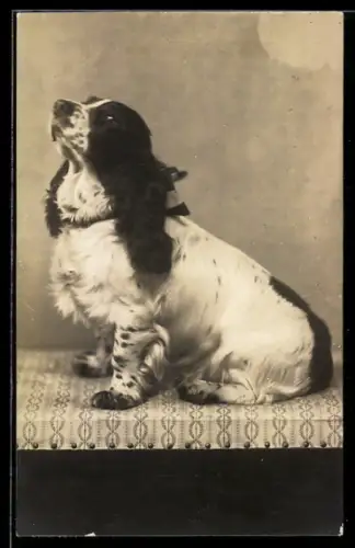 Foto-AK Beleibter Spaniel, auf einem Möbelstück sitzend
