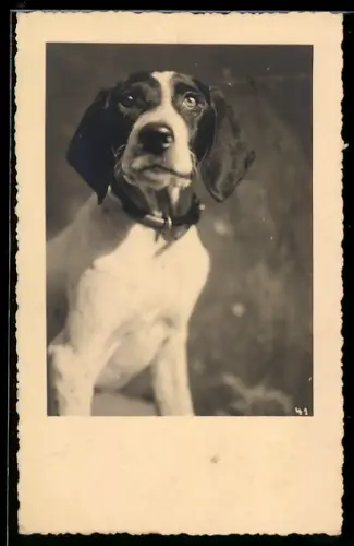 Foto-AK Beagle mit Halsband, in der Sonne sitzend