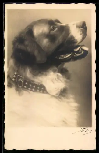 AK Bernhardiner mit geöffneter Schnauze u. Halsband, Portrait